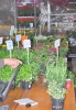 Blumenerdefest 2012_56