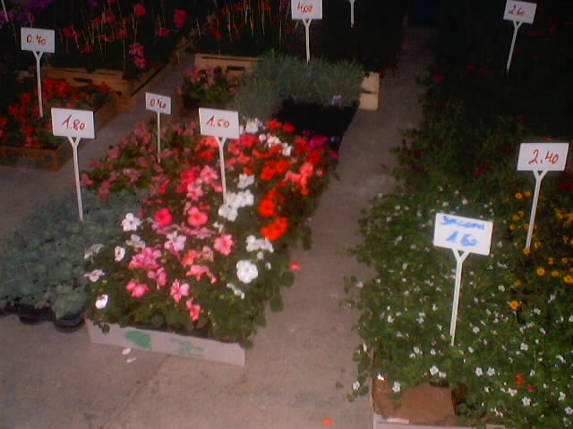 Blumen- Erdefest 2006